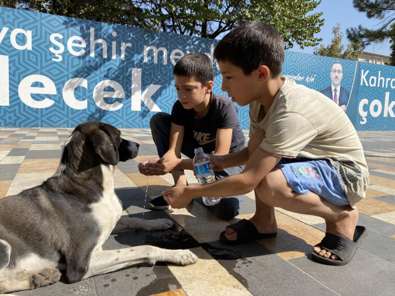 Otomobilin çarptığı köpeğe çocuklardan yardım eli